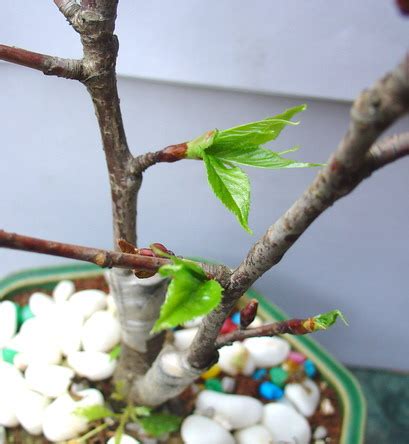 富士櫻盆栽|櫻花小盆栽開花全紀錄 [完結篇]